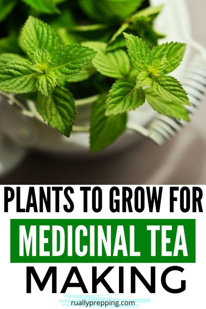 mint plant in a pot that has text below it that says plants to grow for medicinal tea making