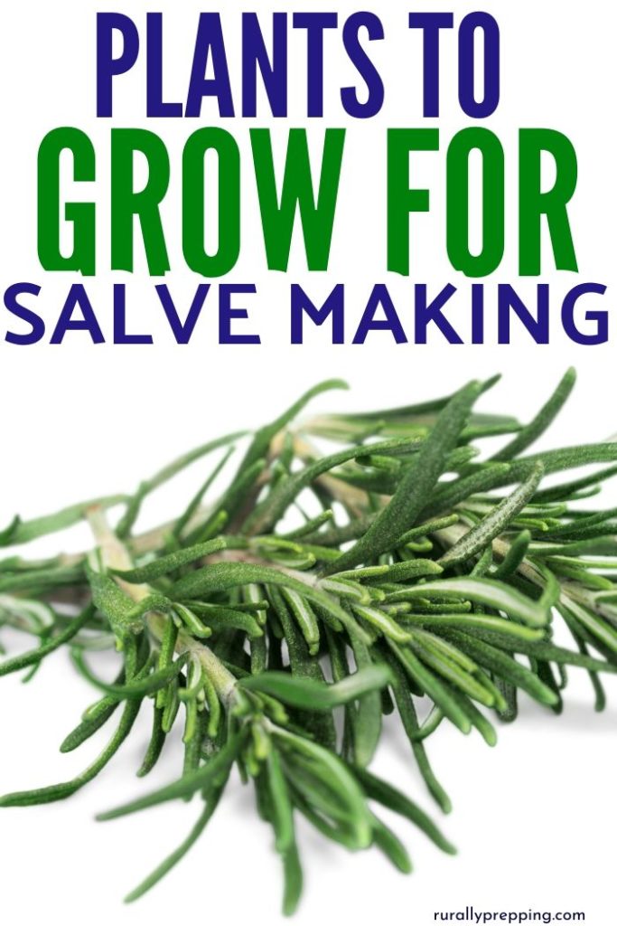 a spring of rosemary with text above it that says plants to grow for salve making