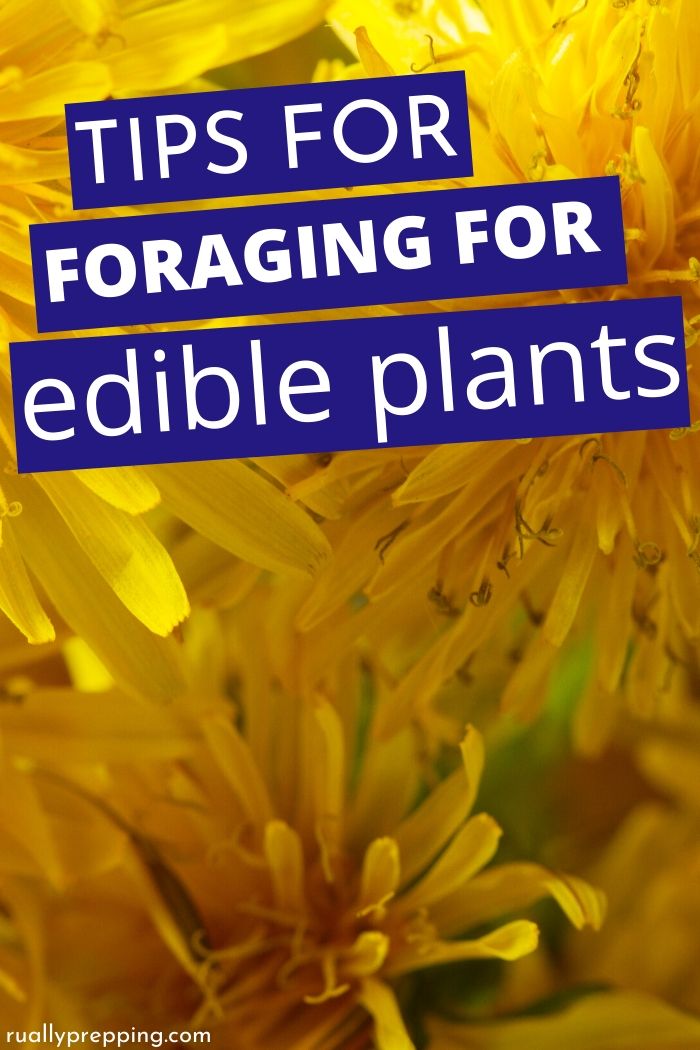 several dandelions with text that says foraging for edible plants