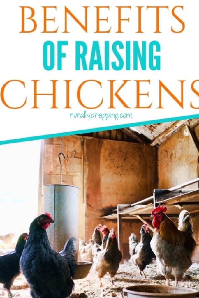 an image of chickens in a chicken coop with the text benefits of raising chickens on top