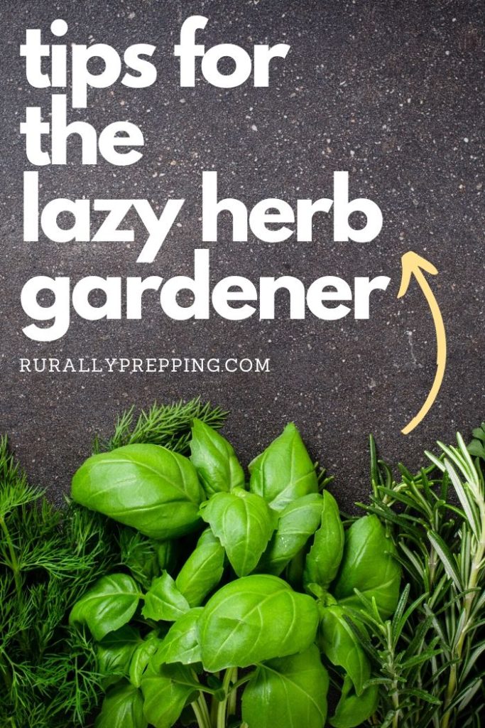 a variety of herbs with the text tips for the lazy herb gardener above them